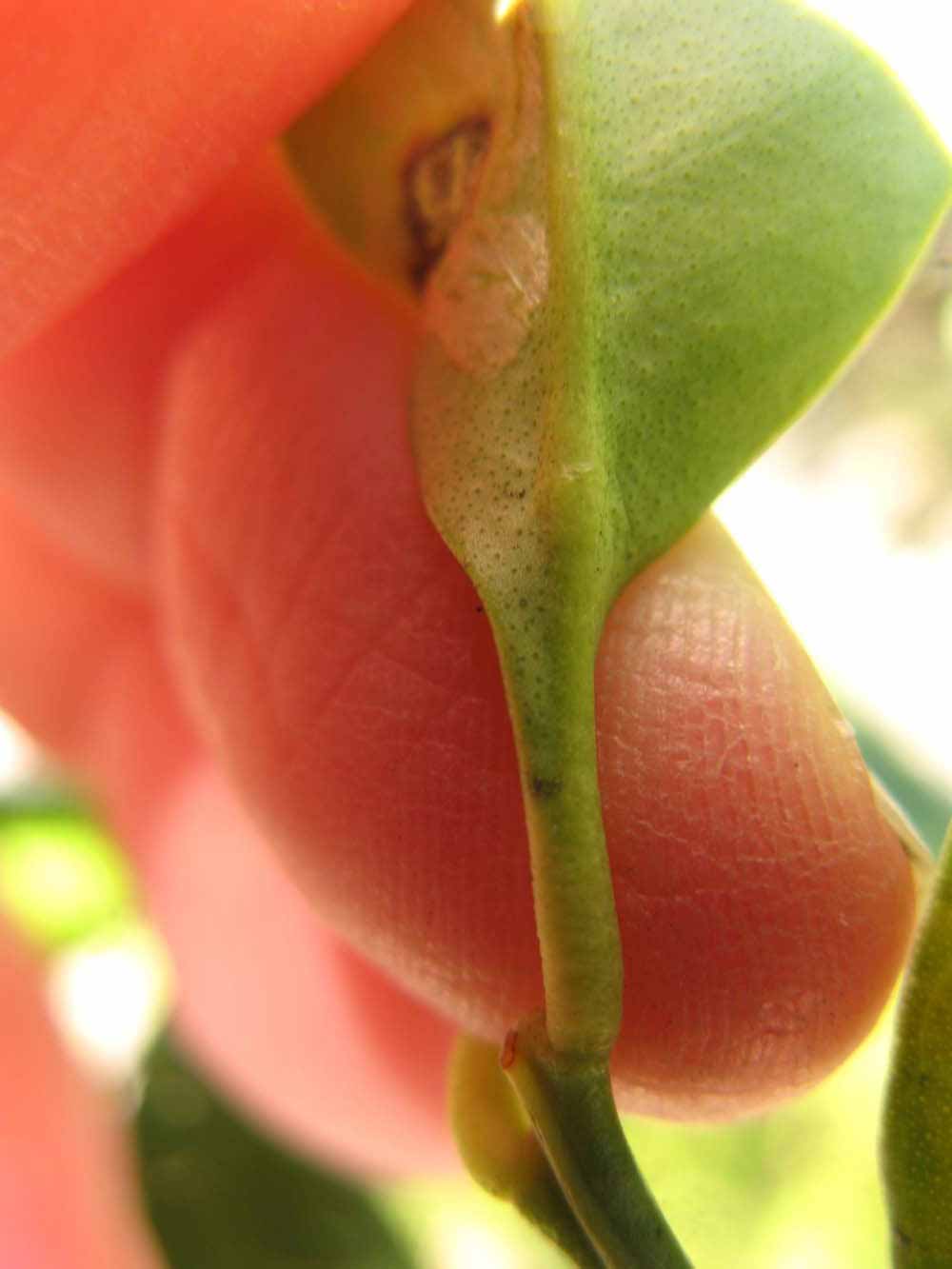              Petiole (Winter Haven, FL)       